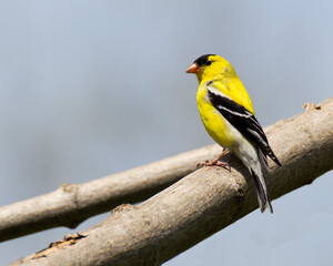 Fototapeta premium American Goldfinch on Branch