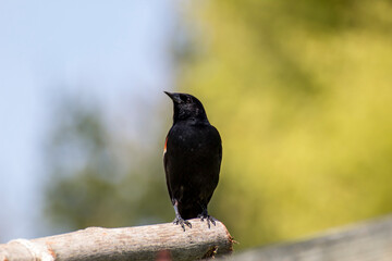 Red-Winged Blackbird on Branch