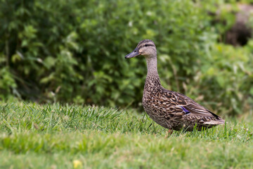 American Black Duck on Grass