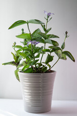 Purple balloon flower in a pot in full bloom and with buds