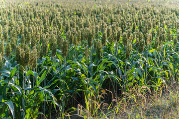 Field of millet with whole plants on organic farm during sunset 2