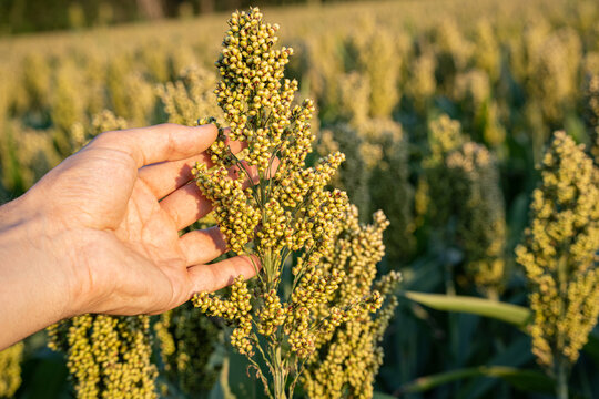Closeup of millet not ripe grains with white hand on ecological organic farm in sunset 4