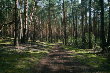 Summer green forest, Nizhny Novgorod region, Russia.