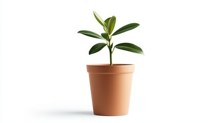 A small, vibrant green plant with glossy leaves grows in a terracotta pot. The plant is isolated on a white background, highlighting its simple beauty and natural growth. This image symbolizes new beg