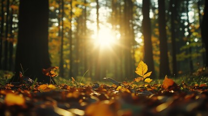 Obraz premium A solitary golden leaf catches the last rays of sunlight filtering through the trees in a serene autumn forest. The warm glow of the setting sun illuminates the fallen leaves, creating a sense of tran