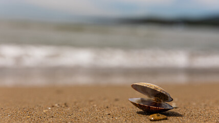 A beautiful seashell resting on a soft, sandy beach with gentle waves lapping at the shore