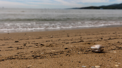 A serene beach with a beautiful shell treasure on the sandy shoreline and gentle waves