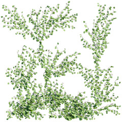 3D render of growing plant leaves isolated on a transparent background