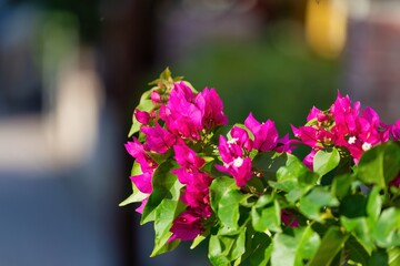 Fototapeta premium flowers in the garden in pefkochori, greece