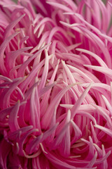 Macro photo of pink dahlia petals
