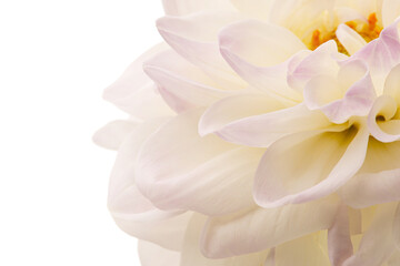 Obraz premium Macro photo of pink dahlia petals