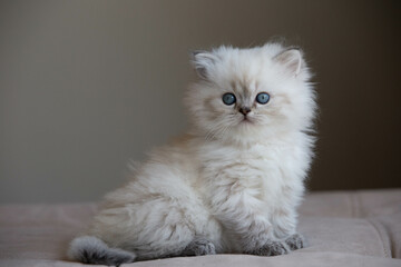 white persian cat