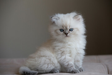 white persian cat