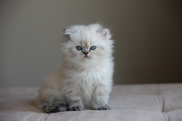 white persian kitten