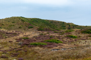 heather in bloom in the Schoorlse Duinen, Netherlands