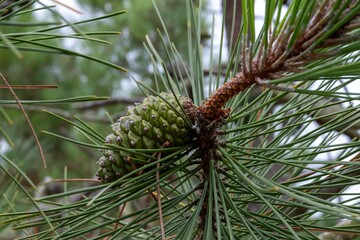 green cones on a pine tree
