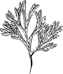 Algae Sea, ocean related object. Hand drawn minimal design. Perfect for wallpaper, template, banner, wall decor, print, postcard, cover. Vector illustration