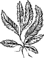 Algae Sea, ocean related object. Hand drawn minimal design. Perfect for wallpaper, template, banner, wall decor, print, postcard, cover. Vector illustration