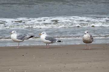 seagulls on small sandbank with surf