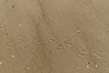 traces of birds in the sand