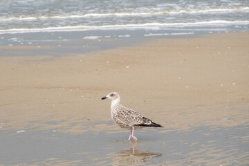 seagull on small sandbank with surf