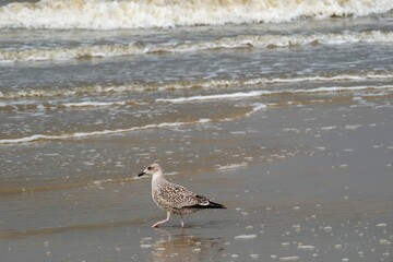 Seagull walking on the beach, waves in the background