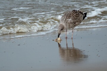 seagull on the beach eats crab