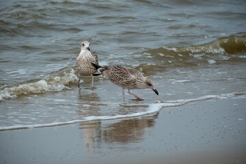 seagull on the beach eats crab
