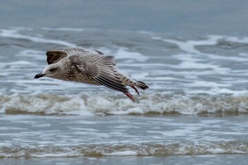 seagull flies over the beach, surf in the background