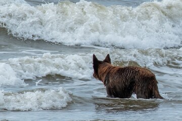 dog plays in the surf by the sea