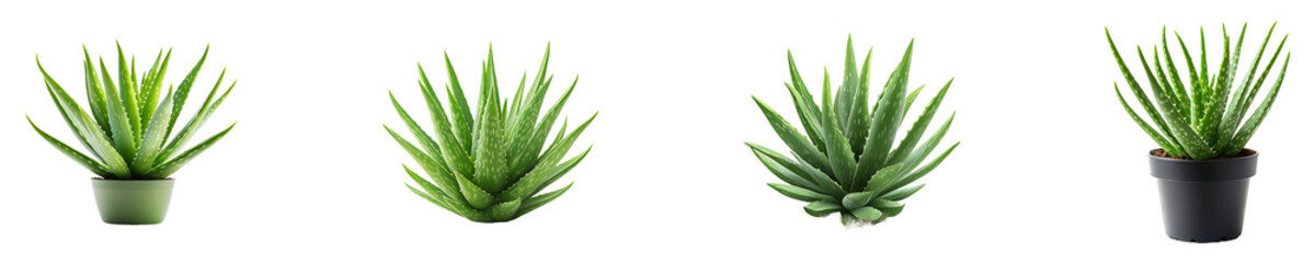 Fototapeta premium Set, collection of Aloe vera plant isolated on transparent background.
