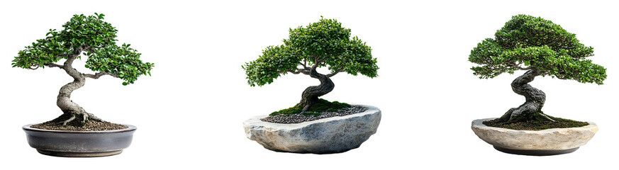 Set, collection of Bonsai tree in a pot isolated on transparent background.