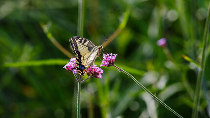  The swallowtail ( lat. Papilio machaon) on Verbena bonariensis flowers (Argentinian Vervain or Purpletop Vervain, Tall Verbena, Pretty Verbena) in garden . Floral background