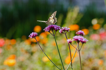 The swallowtail ( lat. Papilio machaon) on Verbena bonariensis flowers (Argentinian Vervain or Purpletop Vervain, Tall Verbena, Pretty Verbena) in garden . Floral background