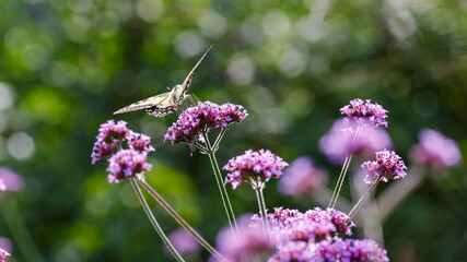 The swallowtail ( lat. Papilio machaon) on Verbena bonariensis flowers (Argentinian Vervain or Purpletop Vervain, Tall Verbena, Pretty Verbena) in garden . Floral background.