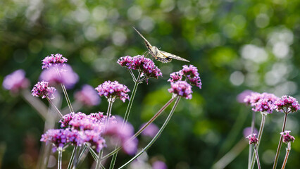 The swallowtail ( lat. Papilio machaon) on Verbena bonariensis flowers (Argentinian Vervain or...