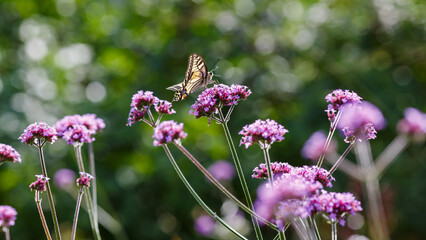 The swallowtail ( lat. Papilio machaon) on Verbena bonariensis flowers (Argentinian Vervain or Purpletop Vervain, Tall Verbena, Pretty Verbena) in garden . Floral background.