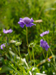  Lomelosia caucasica , or Caucasian scabiosa, is a species of flowering plant in the honeysuckle family ( Caprifoliaceae ). Blue scabiosa close up
