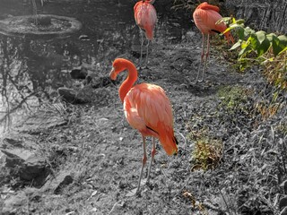 Pink flamingos on black and white background