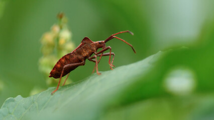 Macro shot footage of insect with crustacean and antennae among greens.