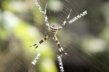 Spider 