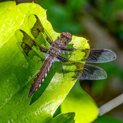 Common Whitetail Dragonfly at Betty's Neck, Lakeville, Massachusetts
