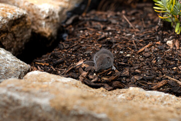 House shrew in a garden