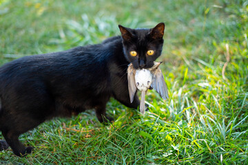 A black cat caught a sparrow and holds it in its mouth and while standing on the grass looks towards the camera