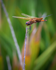 dragonfly on a leaf