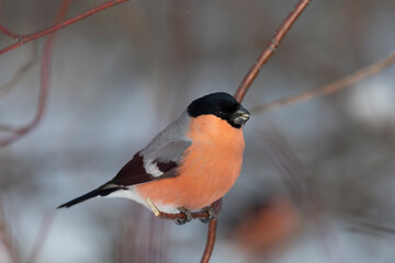 Male bullfinch sits on a tree, close up