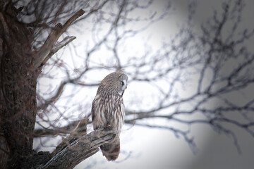 Great gray owl sitting on a tree branch close up