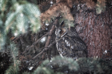 Adult Long-eared owl perched on a fir tree branch