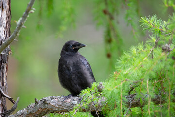 Obraz premium Black crow chick on a larch branch close up