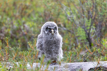Nestling Great Gray Owl sitting on a log close up